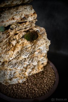 Bonsai Krajinka v miske - 4