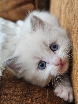 Ragdoll maciatka - 4