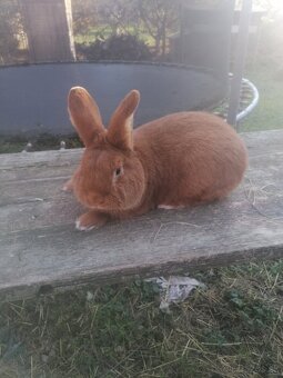 Novozelandsky červený - 4