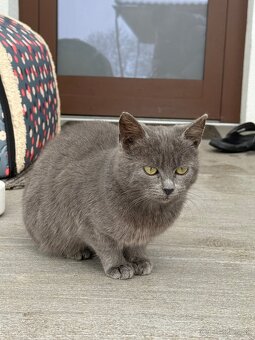 Darujem Mačičku - 4