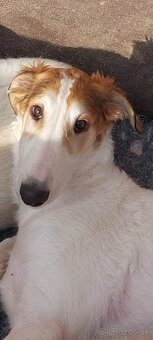 Barzoj ruský chrt s PP - 4