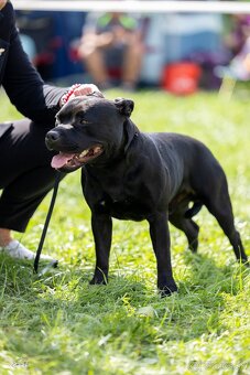 stafordšírsky bulteriér - 4