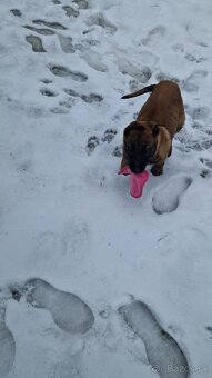 Belgický ovčiak - 4