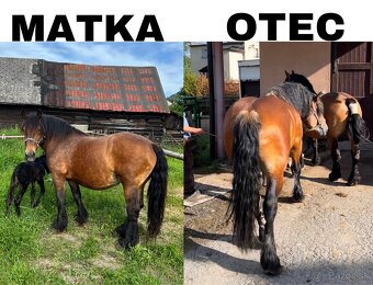 Ťažná kobyla - 4
