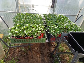 Priesady batatov, melóny, paprika,rajciny - 4