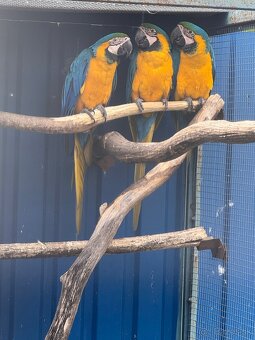 Ara ararauna (ara modrozlta) - 4