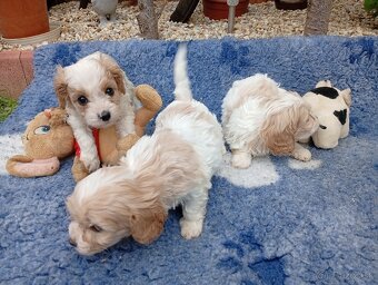 Cavapoo - 4