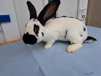 Nemecký obrovitý strakač - 4