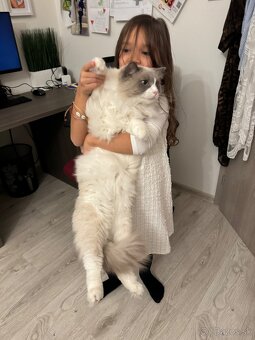 Ragdoll - 4
