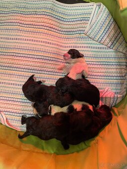 maltipoo šteniatka - 4