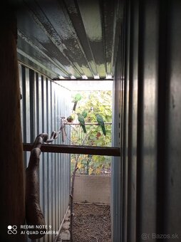 Papagáj královský - 4