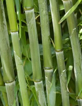 Mrazuvzdorný Bambus zakorenený stalo zelený odkopy planty - 4