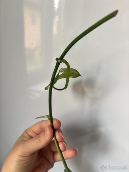 raritna monstera japanese tricolor 1 - 4