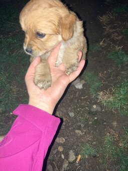 Darujem šteniatko - 4