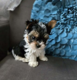 Biewer yorkshire terier - 4