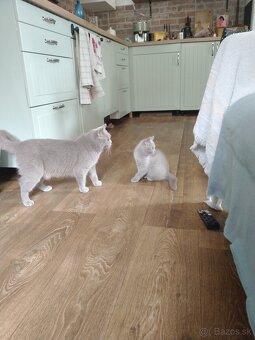 Britské mačiatka - 4