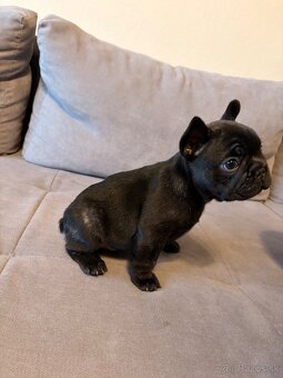 Francúzsky Buldoček Psík - 4