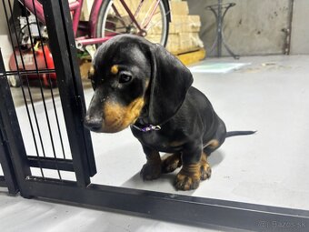 Jazvečík kratkosrstý - 4