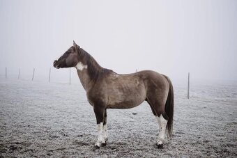 Apha žrebec pripuštanie - 4