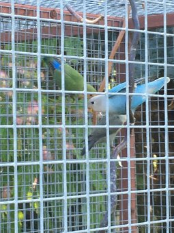 Agapornis ruzovohrdly - 4