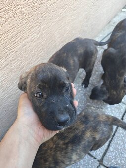Cane Corso Šteniatka - 4