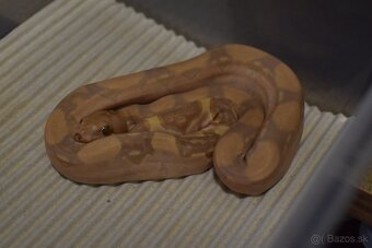 Boa Constrictor - Velhad Kralovsky - 4