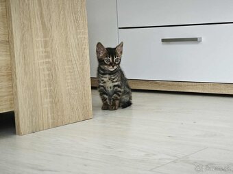 Bengálska mačka,kocur,mačiatko,Bengal - 4