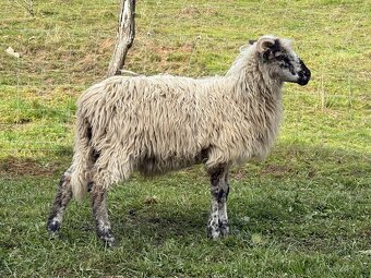 Barany pôvodná valaška - 4