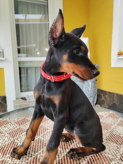 DOBERMAN ŠTENIATKA FCI P.P. - 4