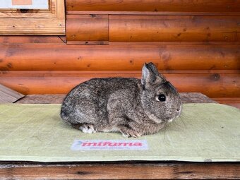 Zdrobneny divosfarbeny - 4