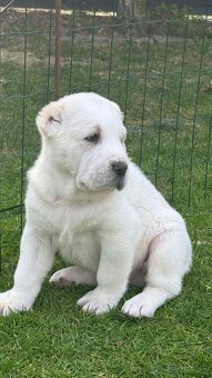 Stredoázijský ovčiak - 4