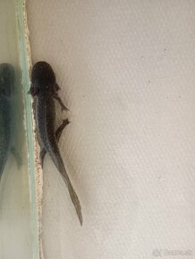Axolotl mexický - 4