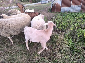 Anglonubijsky capko podielovy,predaj, pripustenie - 4