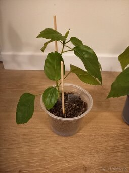 Čínska ruža červenokvetá - 4