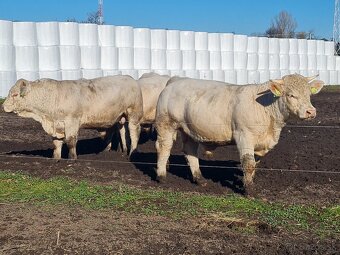 Plemenný býk Charolais - 4