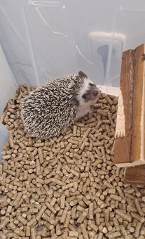 Ježko bielobruchý s vybavením - 4