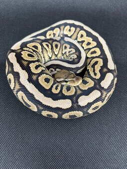 Python regius - 4