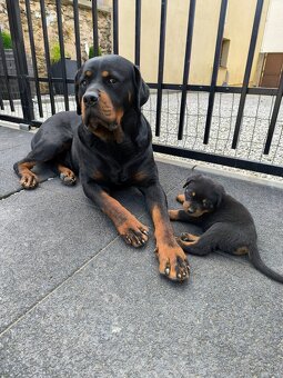 Šteniatka Rotvajler Fenky - 4