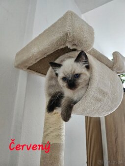 Ragdoll mačiatka - 4