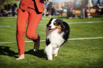 Austrálsky ovčiak - krytie, PP - 4