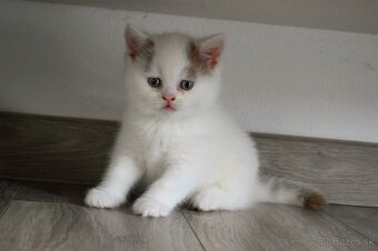 Britský kocúrik s PP - 4