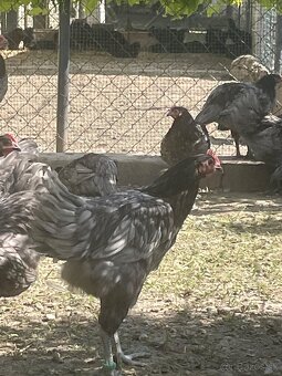 Australorp modrá - 4