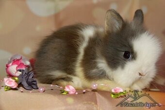 Zdrobnené Teddy,Minilop - 4.7. Žilina, Poprad, Prešov - 4