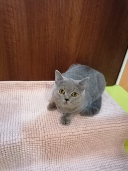 Britské mačiatka - 4