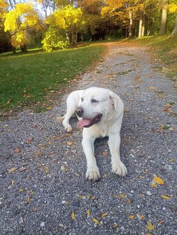 Labrador- krytie - 4