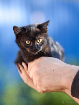 Darujem mačiatka z ulice - čierne, sivé, whiskas - 4