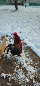 Maranská medenokrká-  kohút - 4