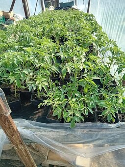 Planty priesady - 4