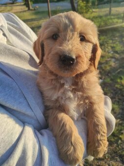 Goldendoodle - 4