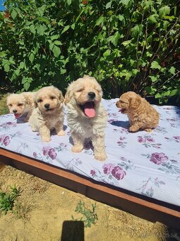 Maltipoo - 4
